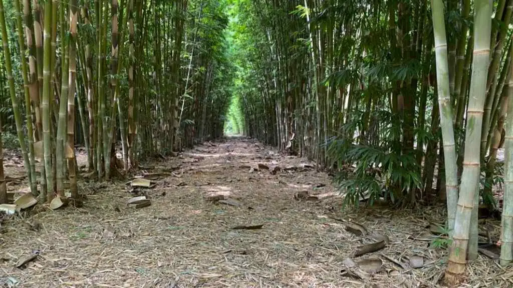 Bamboo farming in Africa