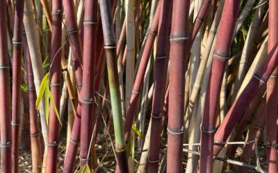 Borinda fungosa: Chocolate bamboo