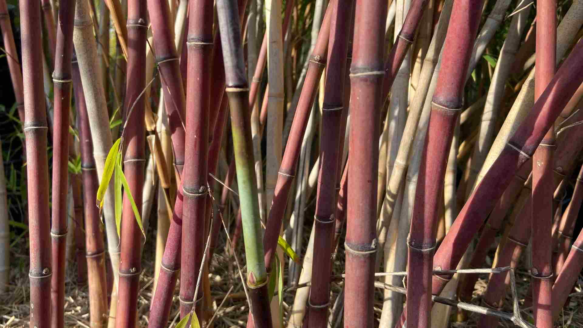 Purple Bamboo: An online phenomenon - Bambu Batu