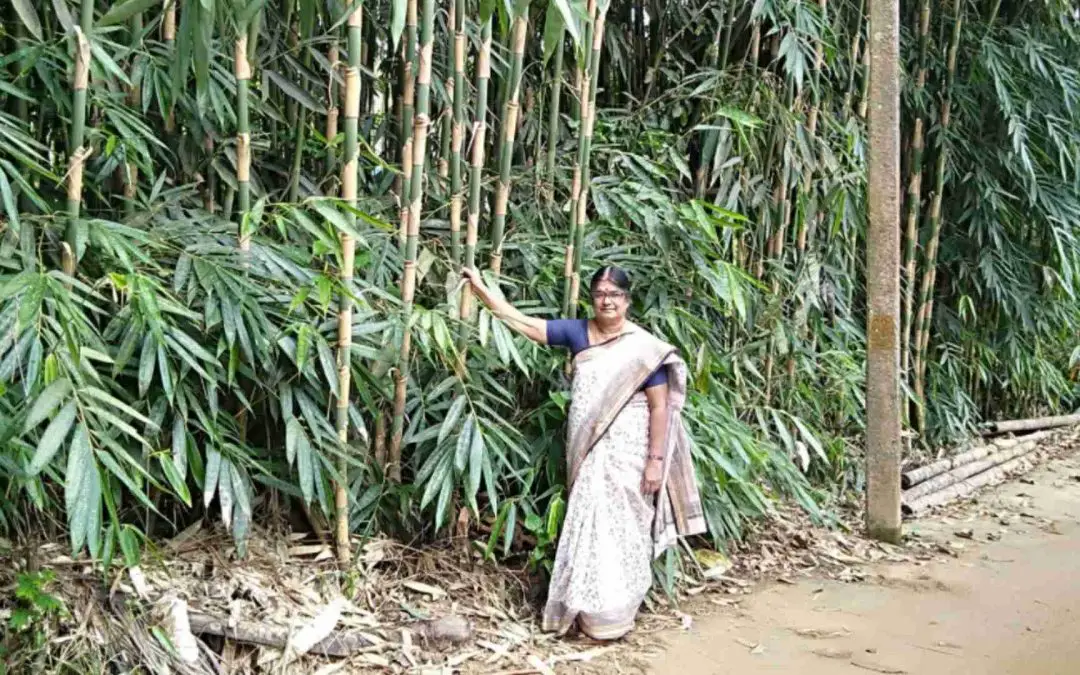 Melocanna baccifera: Tropical bamboo for erosion