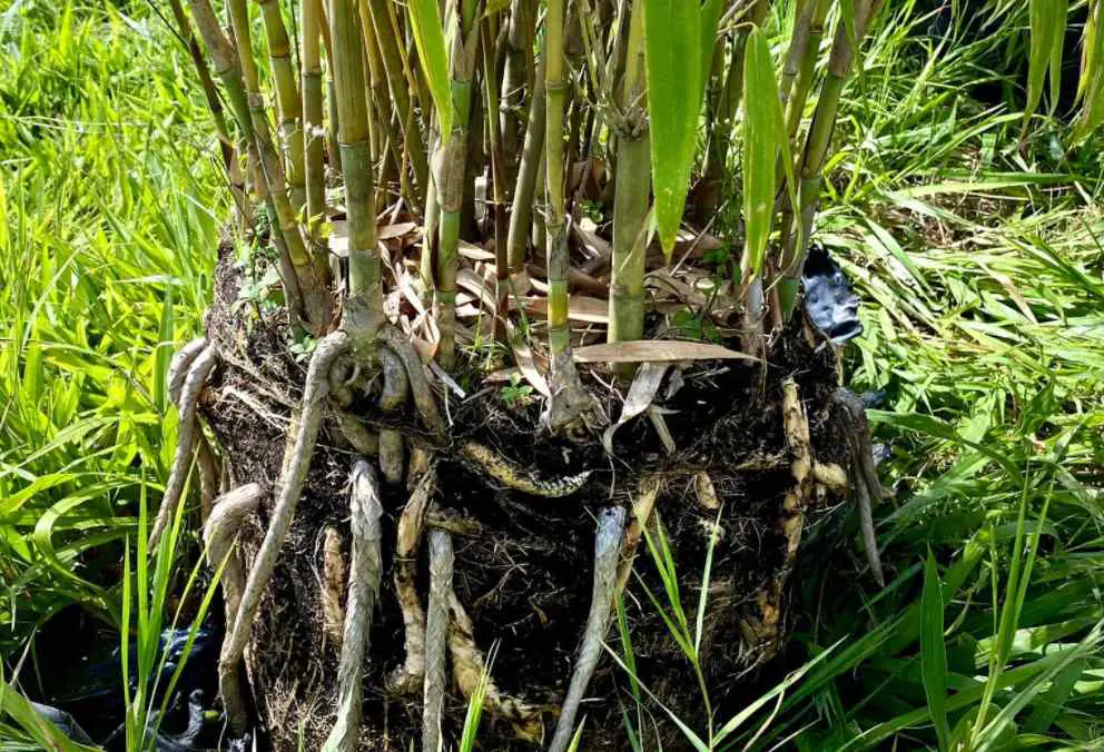 Melocanna baccifera root ball