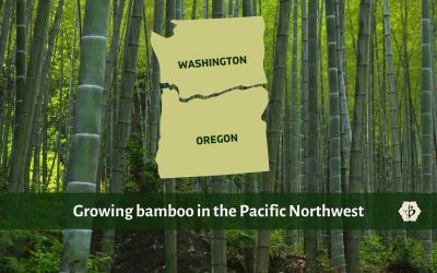 Growing bamboo in the Pacific Northwest