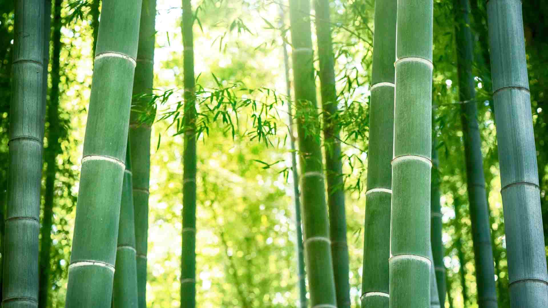 Moso bamboo Phyllostachys edulis