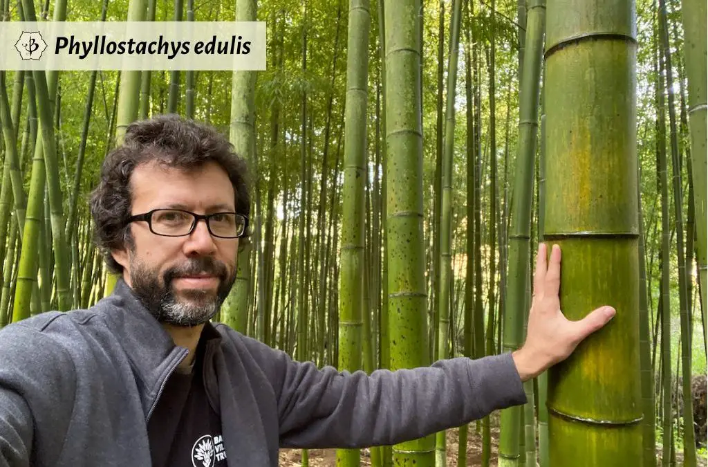 Timber Bamboo: The greatest of grasses