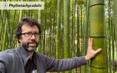 Timber Bamboo: The greatest of grasses