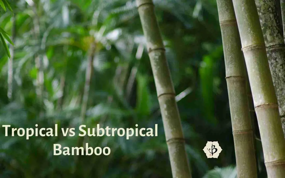 Subtropical Bamboo