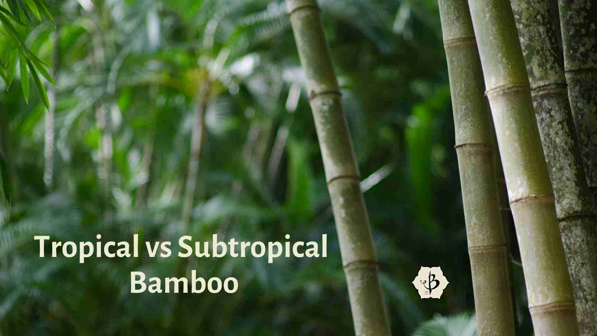 Subtropical Bamboo
