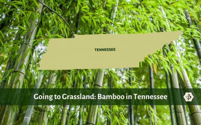 Bamboo in Tennessee: Going to Grassland