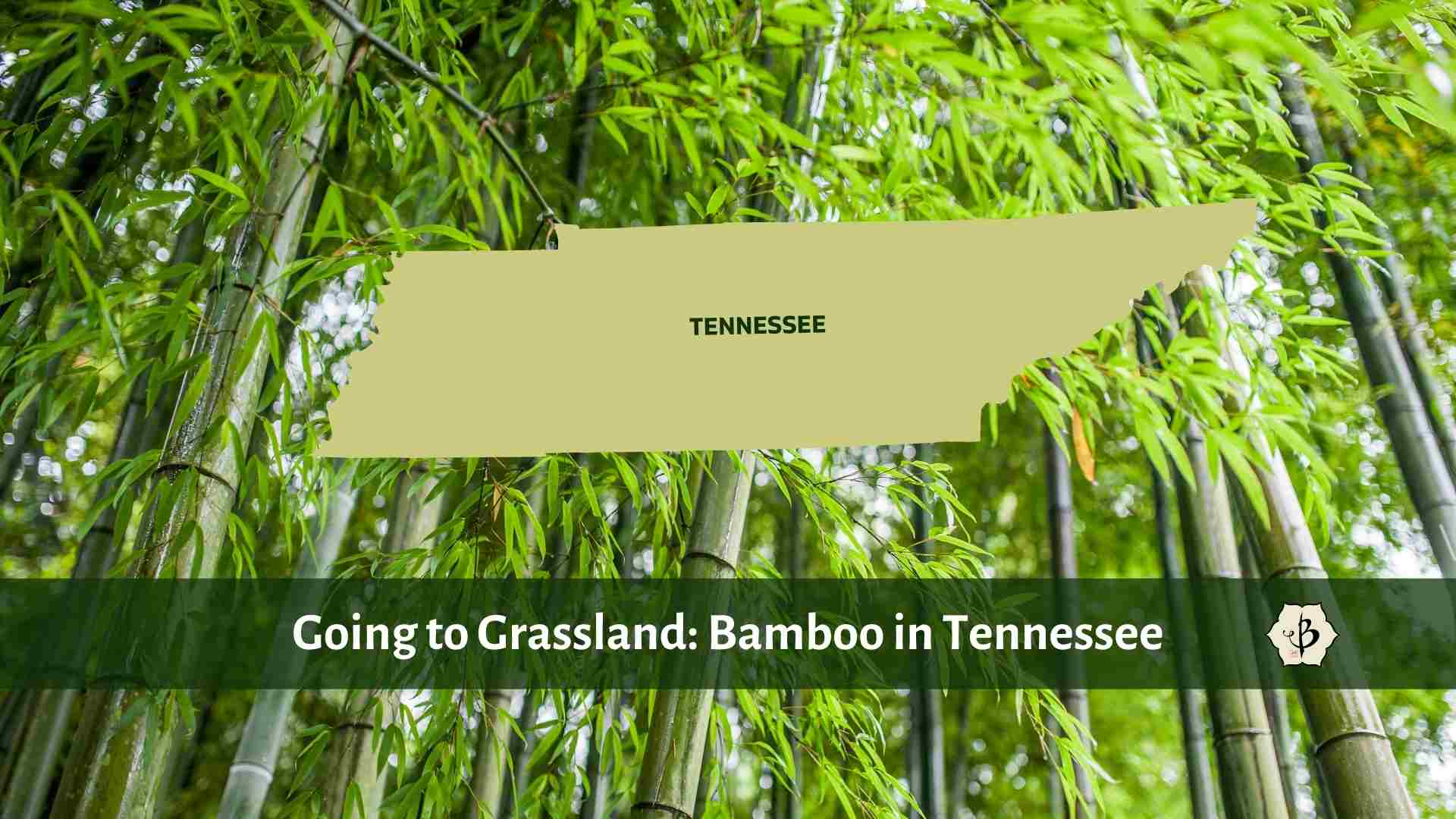 Bamboo in Tennessee