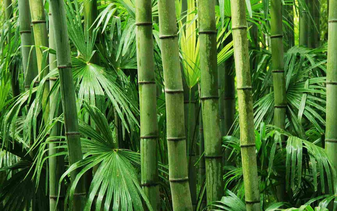Planting bamboo to increase rainfall and fight climate change