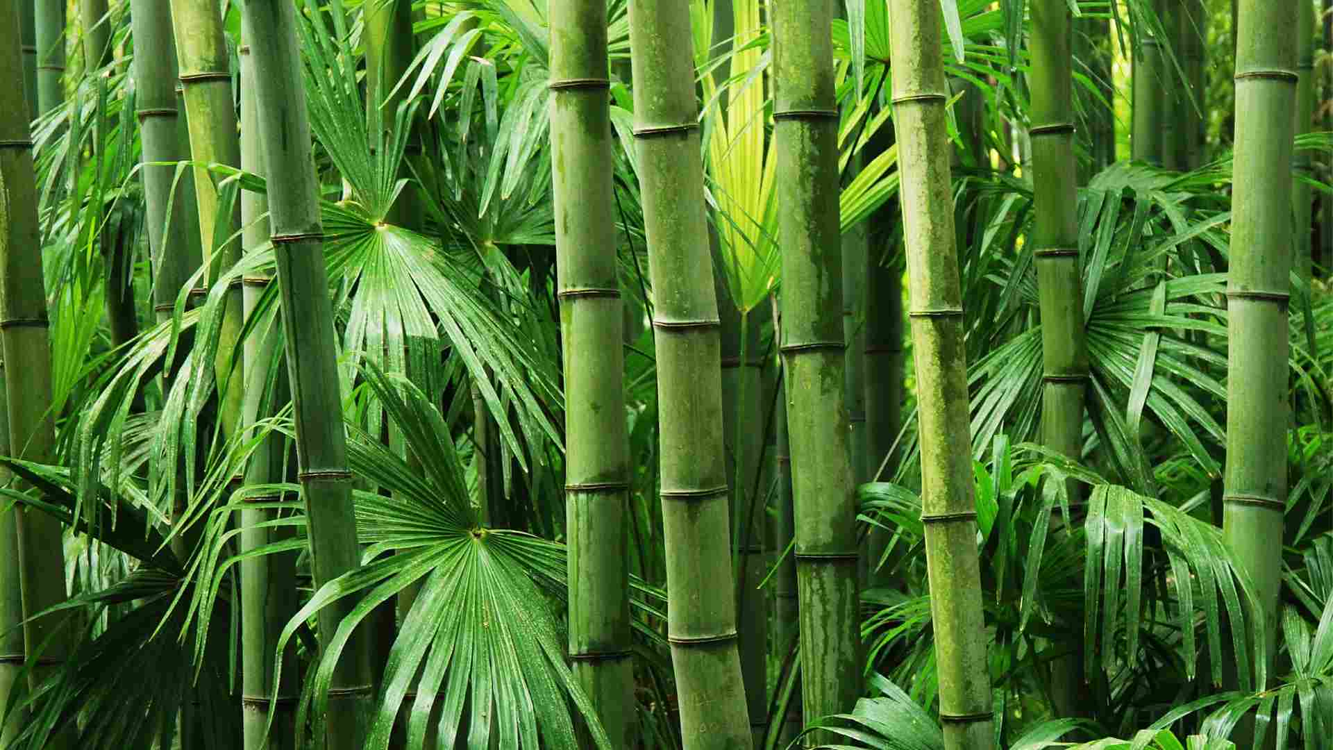 bamboo increases rainfall