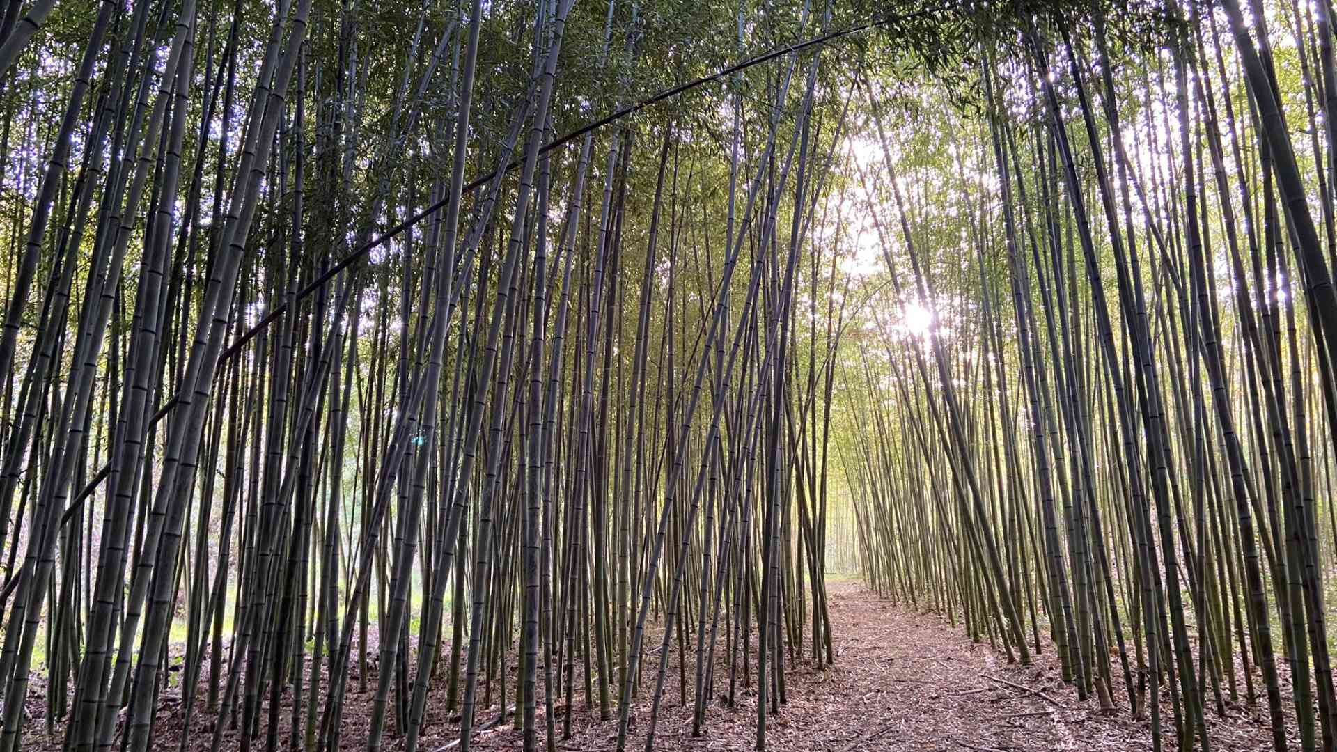 Best bamboo phyllostachys grove