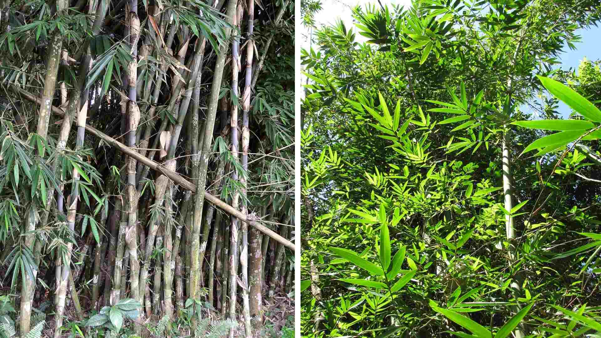 Gigantochloa apus and atter