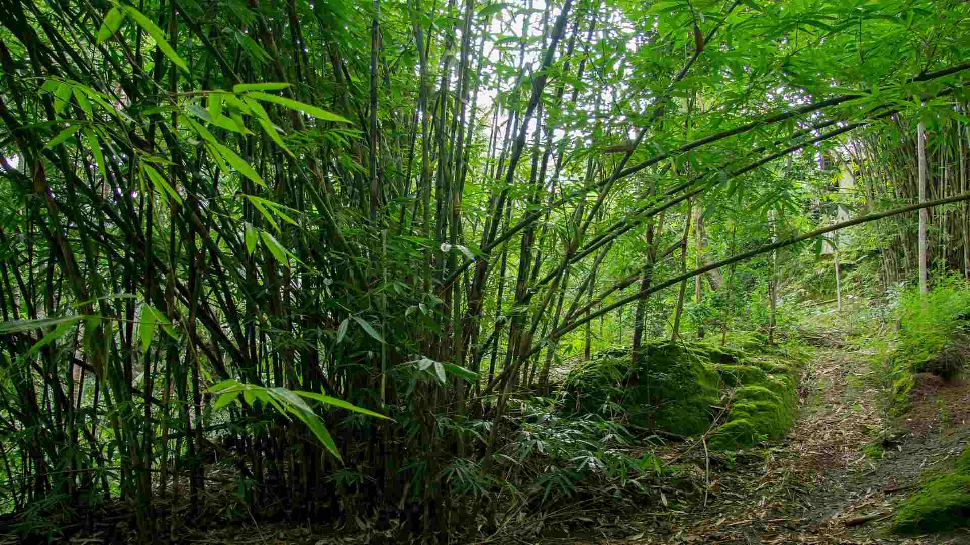 Gigantochloa atter giant bamboo