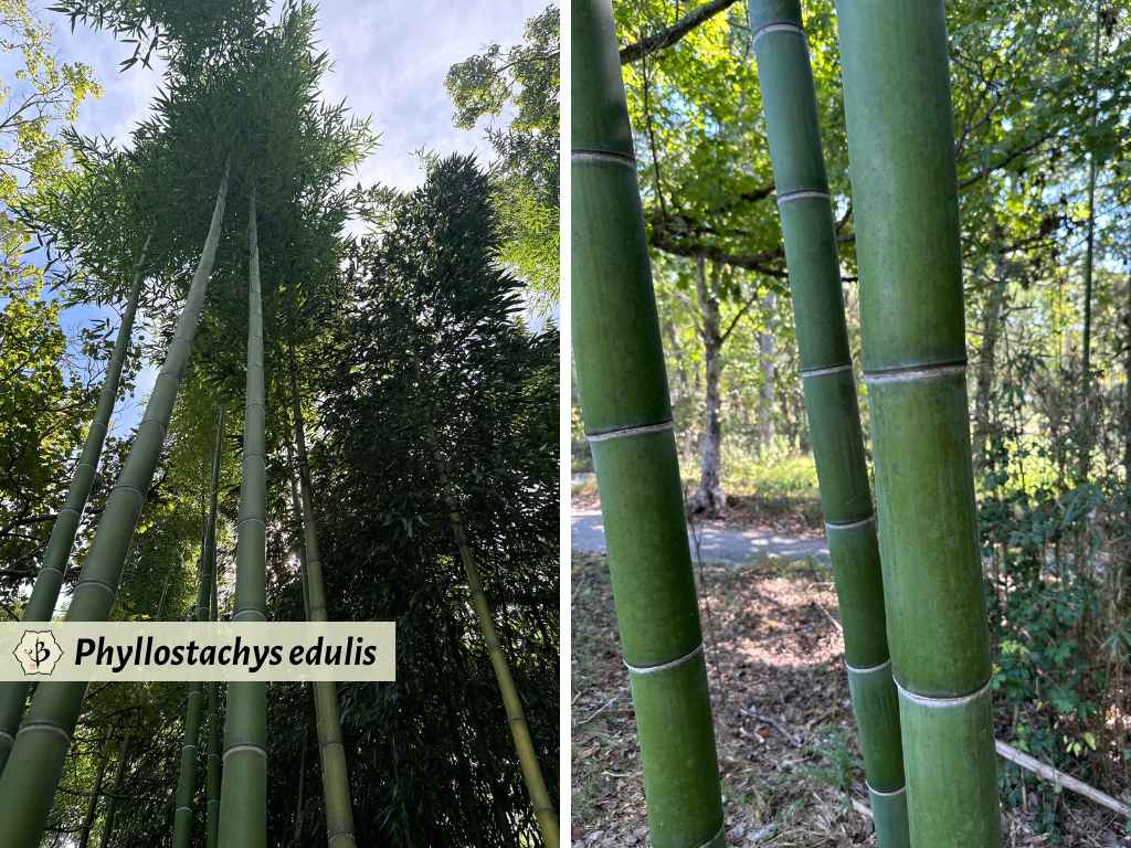 Moso bamboo in Tennessee