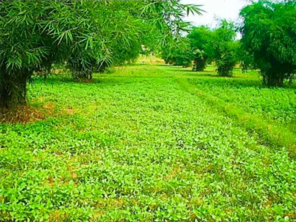 Bamboo intercrop with beans