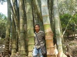 The world's biggest bamboo: Dendrocalamus sinicus - Bambu Batu