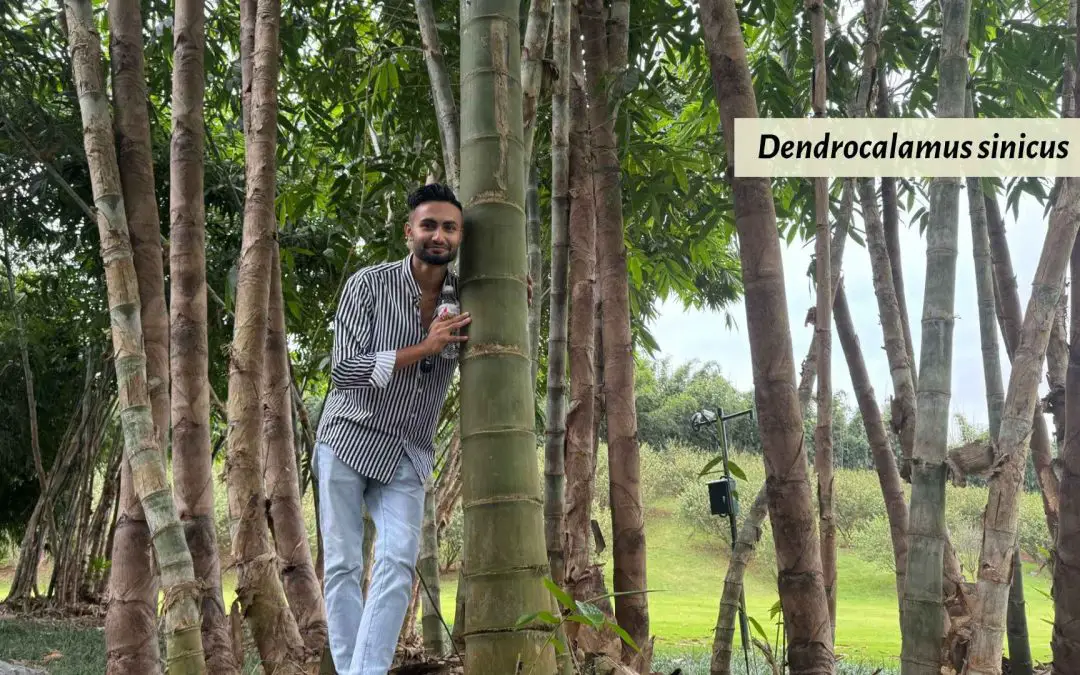 The world’s biggest bamboo: Dendrocalamus sinicus