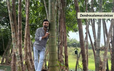 The world’s biggest bamboo: Dendrocalamus sinicus
