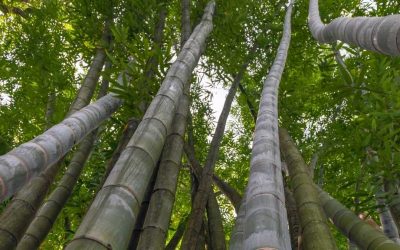 The world’s biggest bamboo: Dendrocalamus sinicus