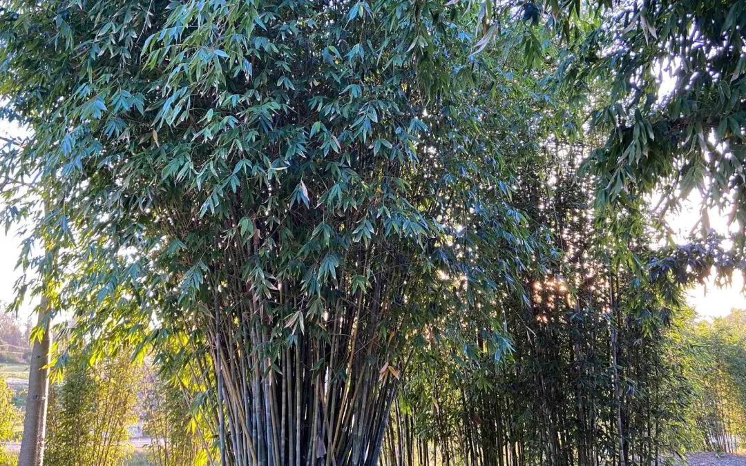 Dendrocamus minor Mesa bamboo nursery