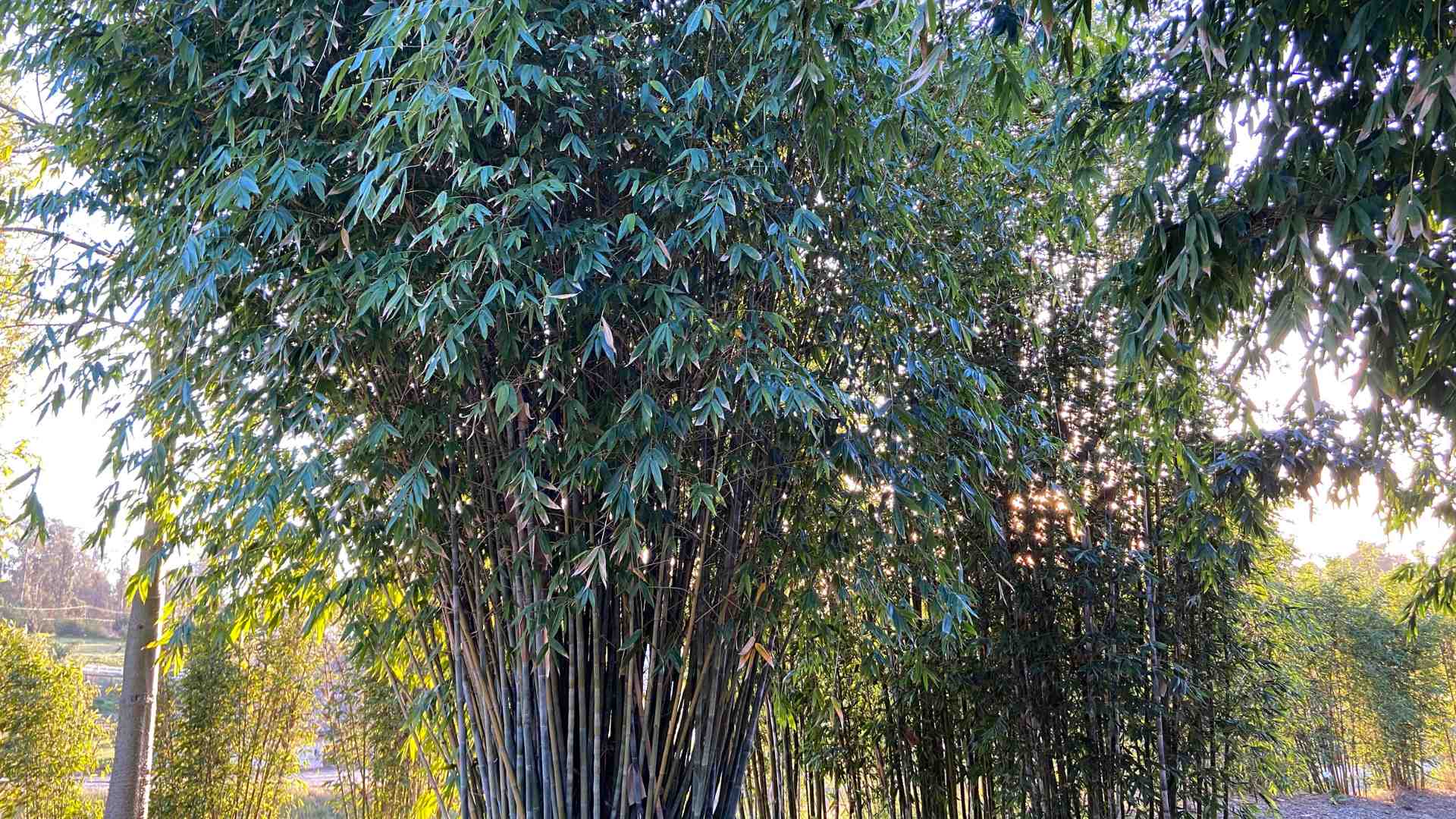 Dendrocamus minor Mesa bamboo nursery