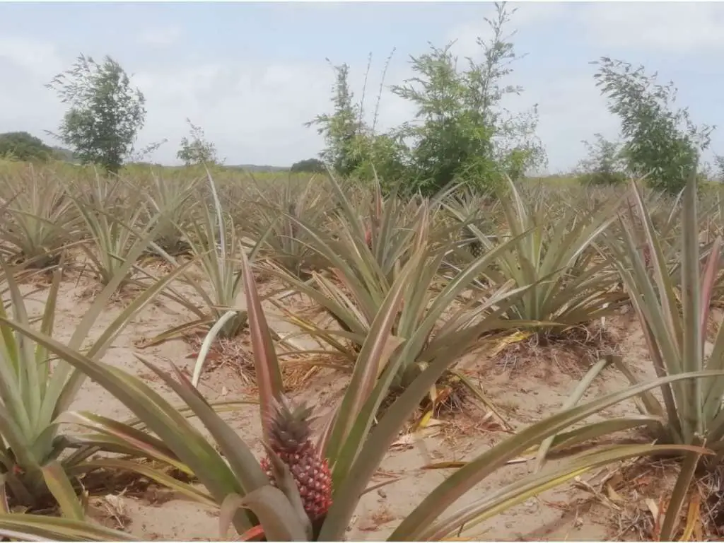 Pineapple Bamboo intercropping