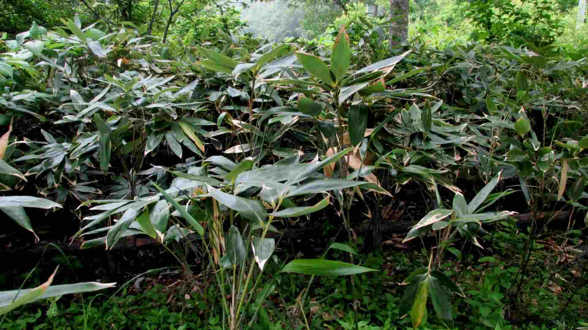 Sasa kurilensis forest