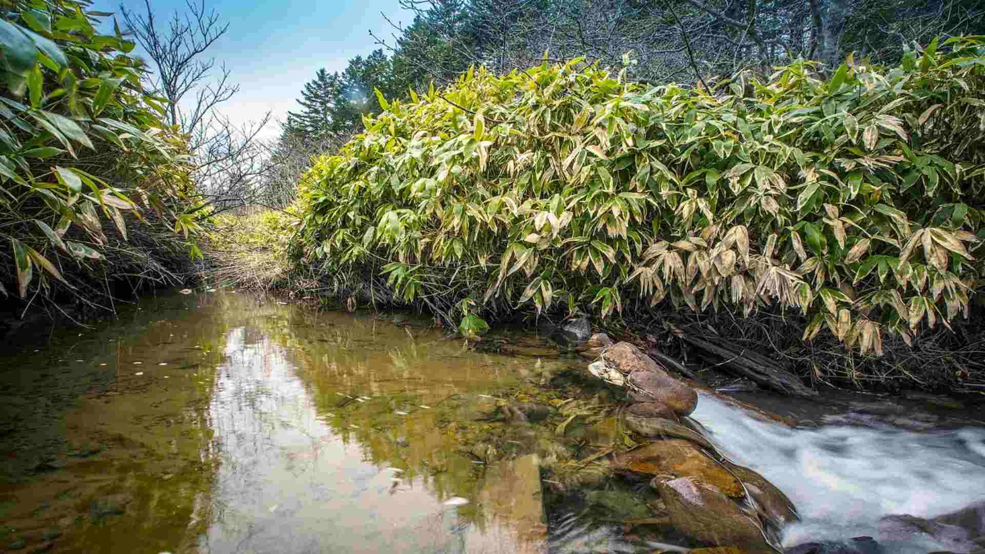 Sasa kurilensis riverside