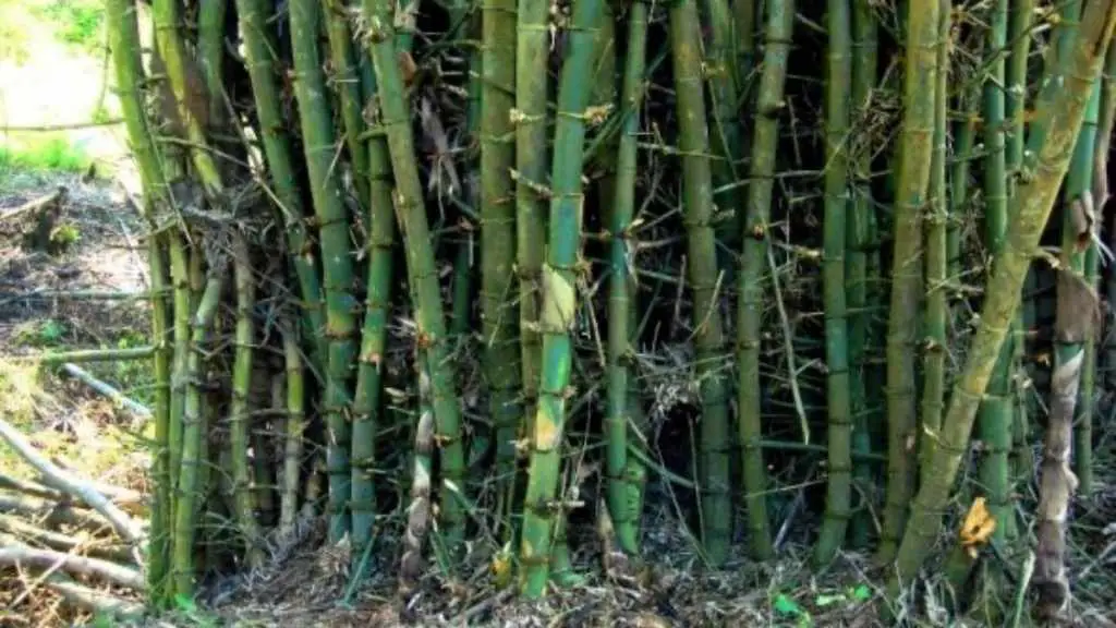 Bambusa bambos Indian thorny bamboo