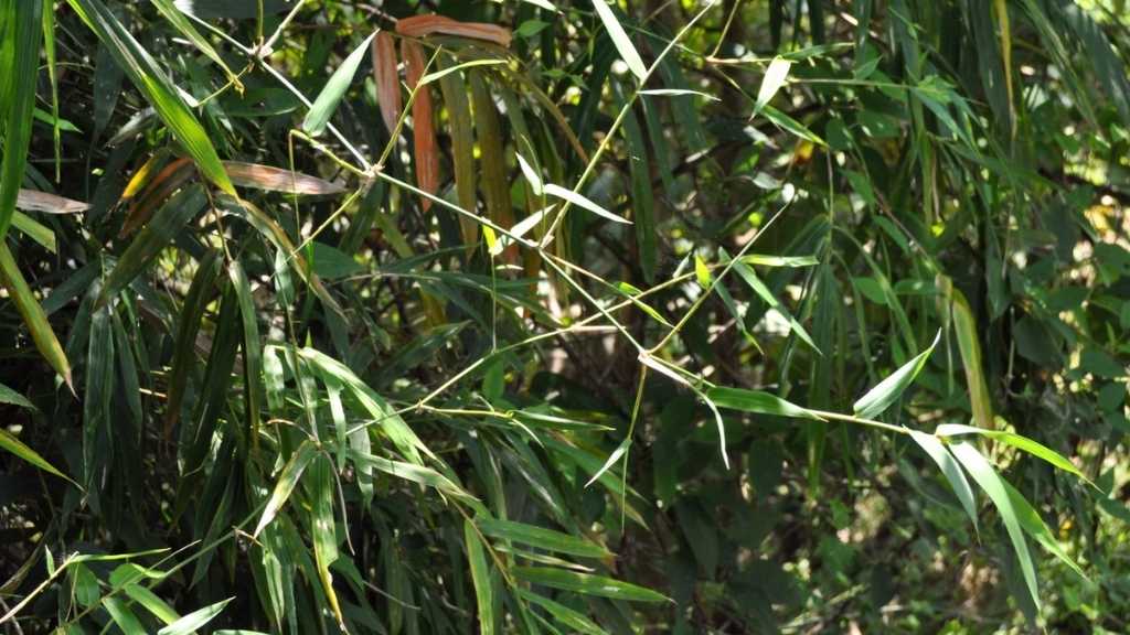 Bambusa blumeana