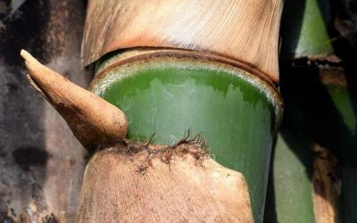 Thorny Bamboo: Bambusa blumeana and others