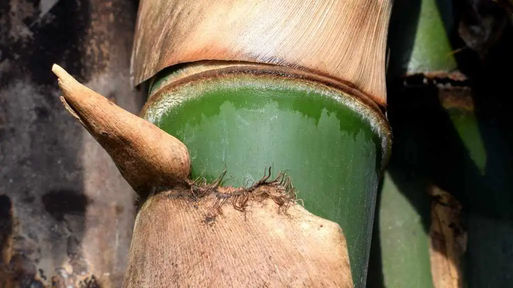Bambusa blumeana thorny bamboo