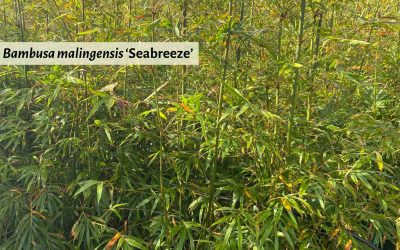 Bambusa malingensis: Seabreeze bamboo and windbreak varieties
