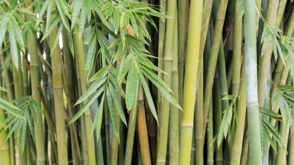 Bamboo in Australia: Clumpers from Down Under - Bambu Batu