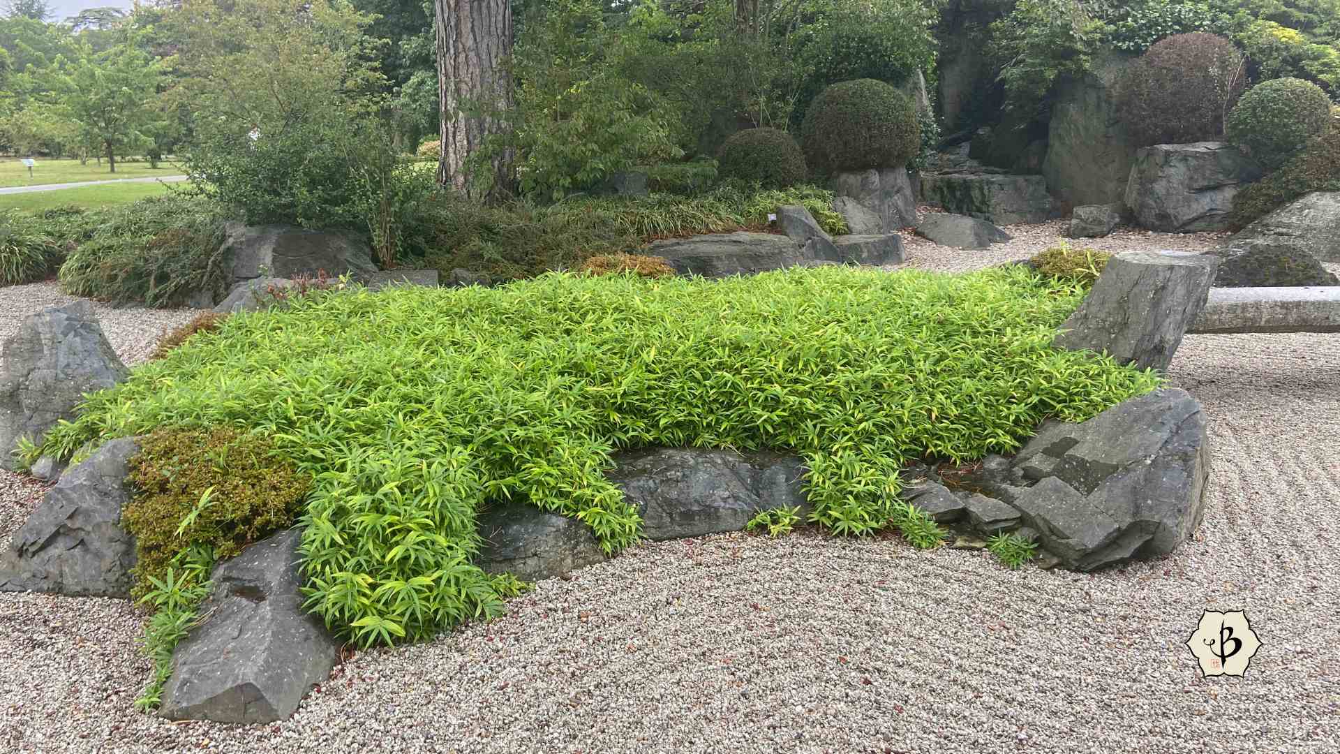 Dwarf bamboo Japanese garden - Bambu Batu