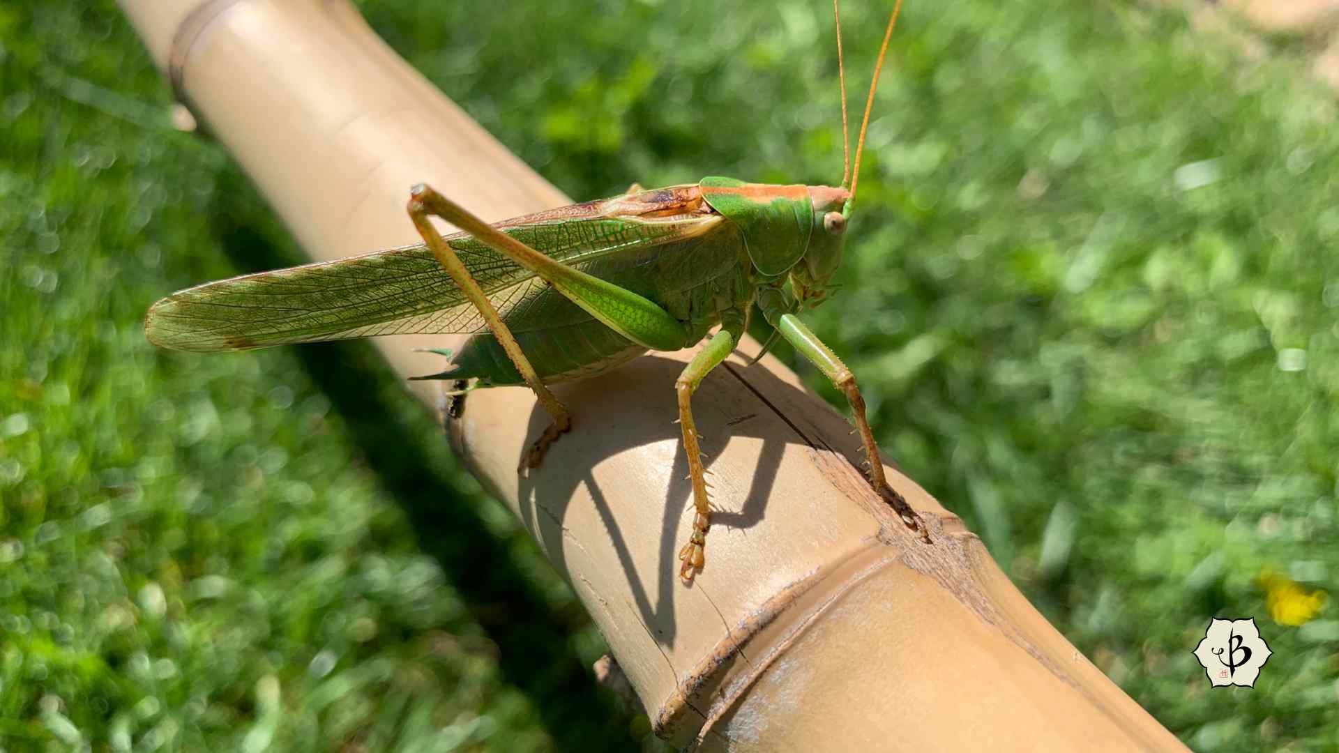 Grasshopper on bamboo pole