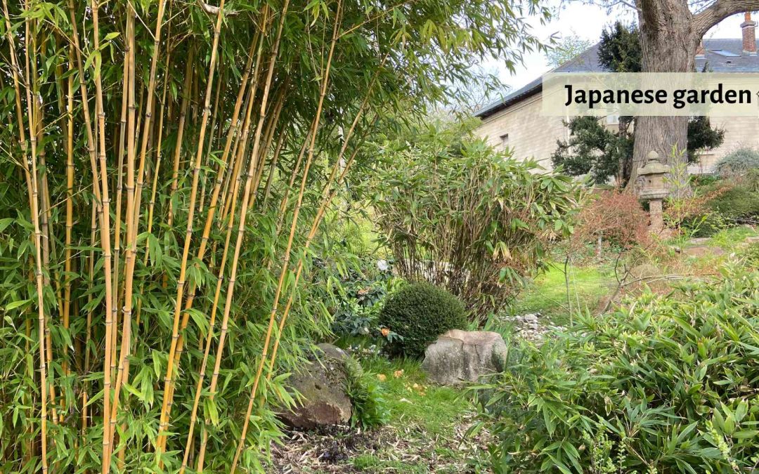 Japanese garden with bamboo