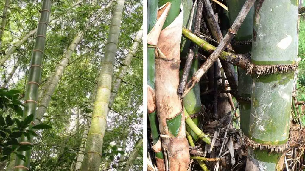 Thorny Bamboo