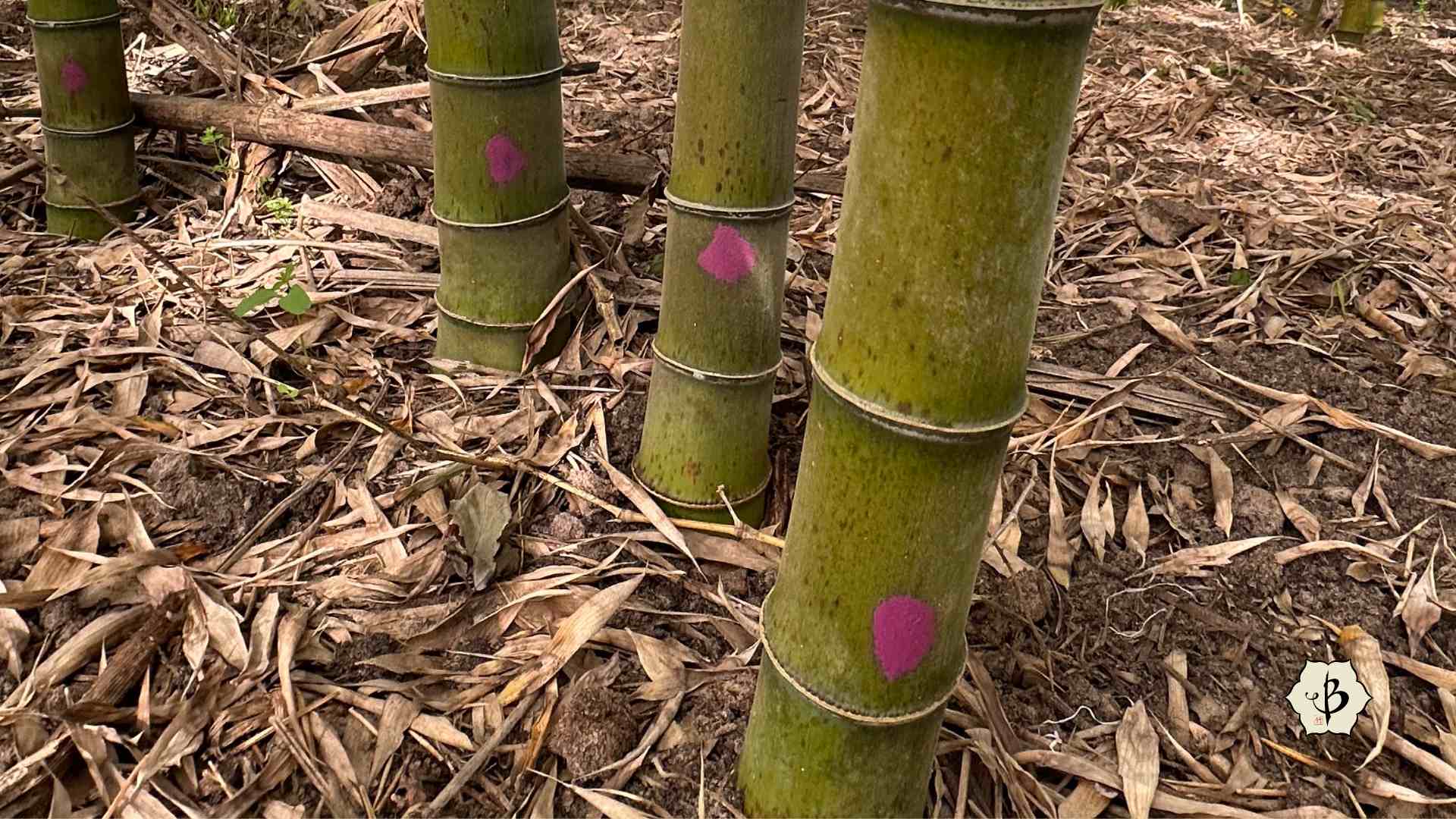 Bamboo harvest age markers