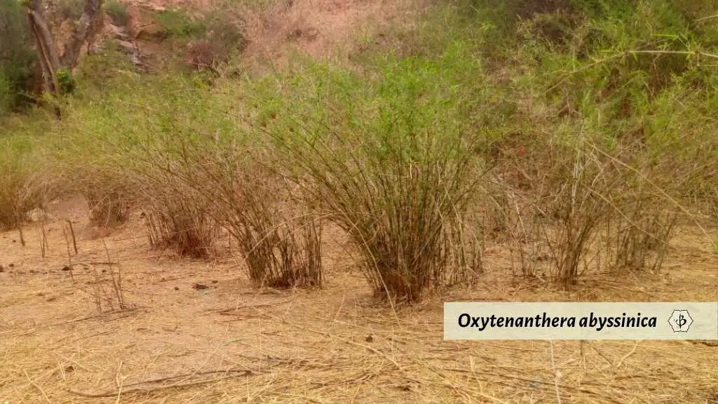 Oxytenanthera abyssinica: Bamboo of the savannah 
