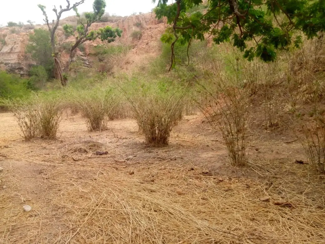 Oxytenanthera abyssinica lowland bamboo Nigeria