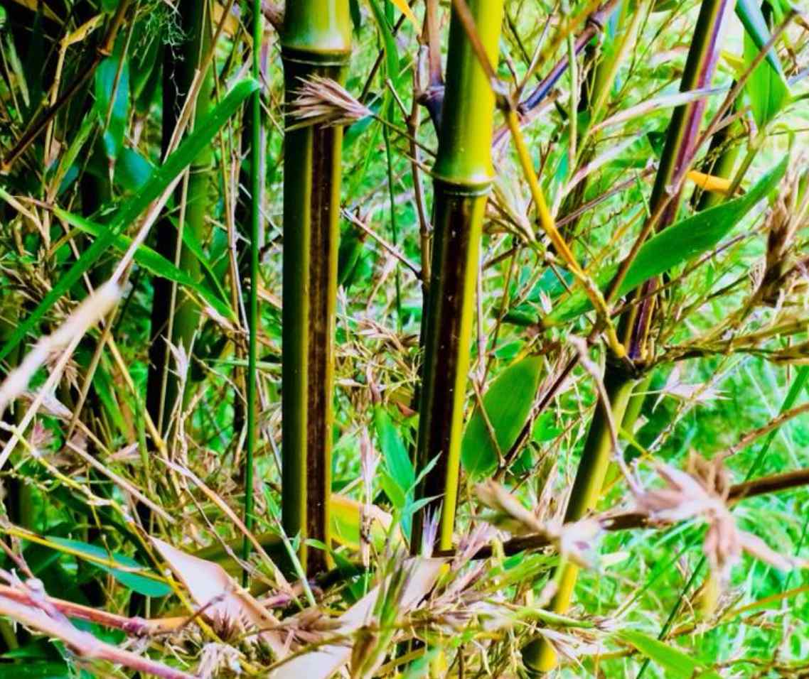 Phyllostachys nigra megurochiku G Cooper