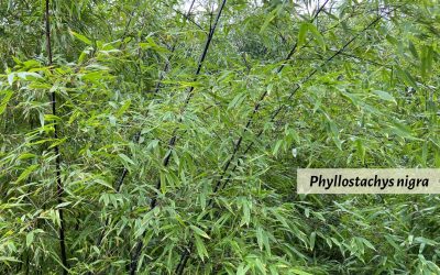 Black Bamboo: Phyllostachys nigra and others
