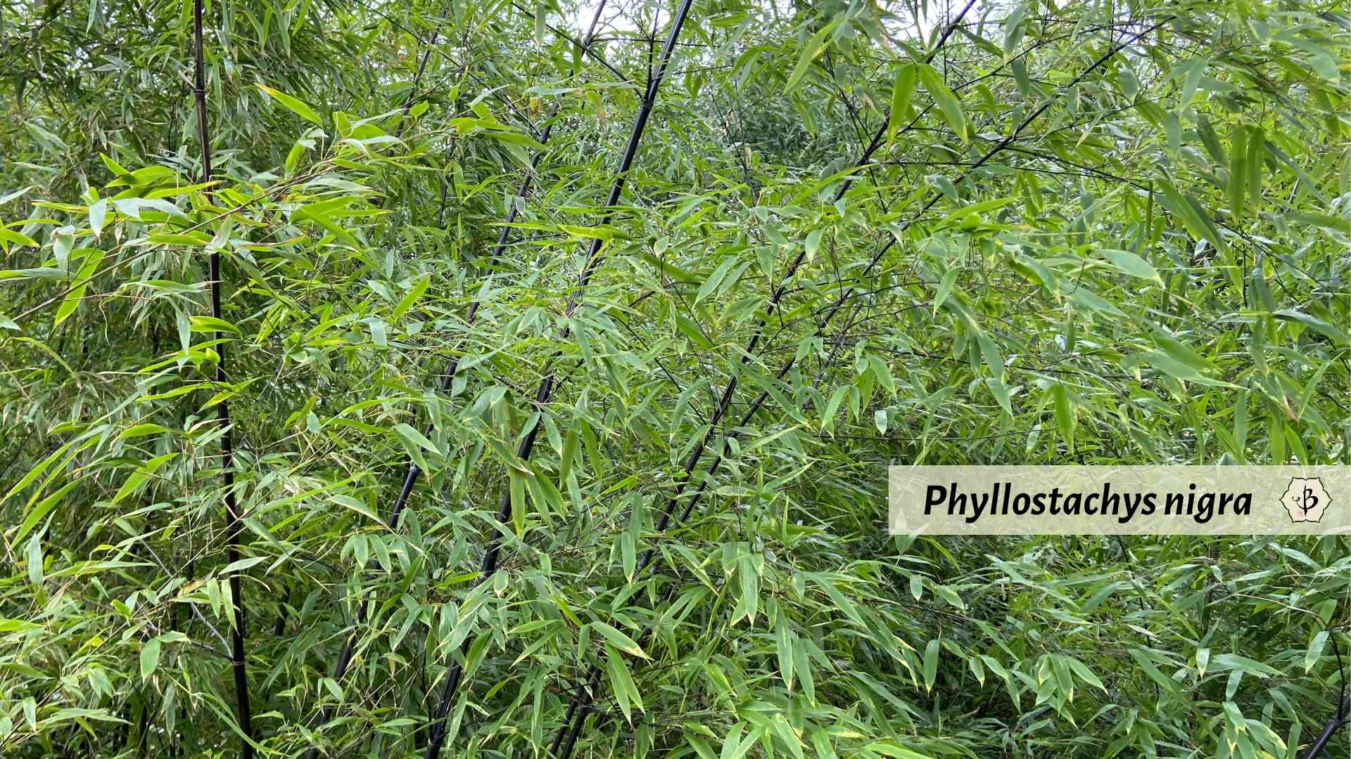 Phyllostachys nigra black bamboo Paris