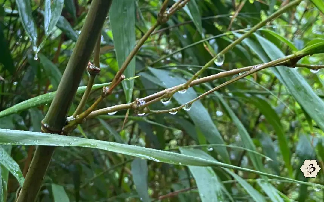 Watering Bamboo for healthy gardens