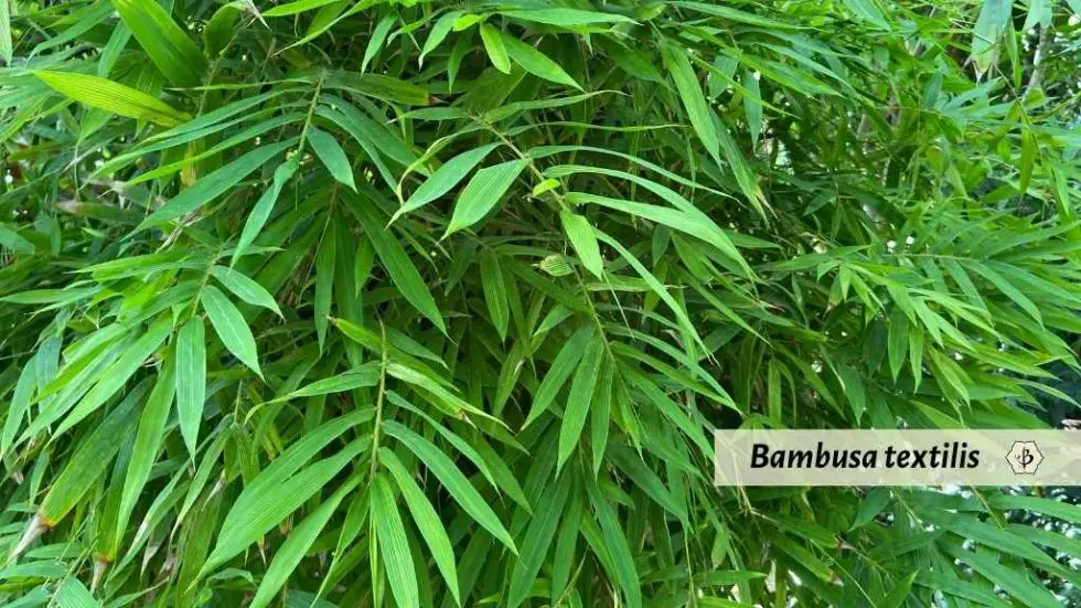 When bamboo leaves turn yellow or brown Bambu Batu