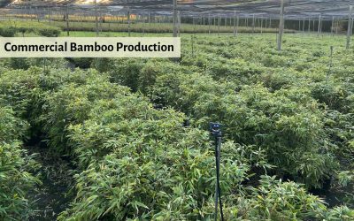 Growing bamboo for profit: Green gold