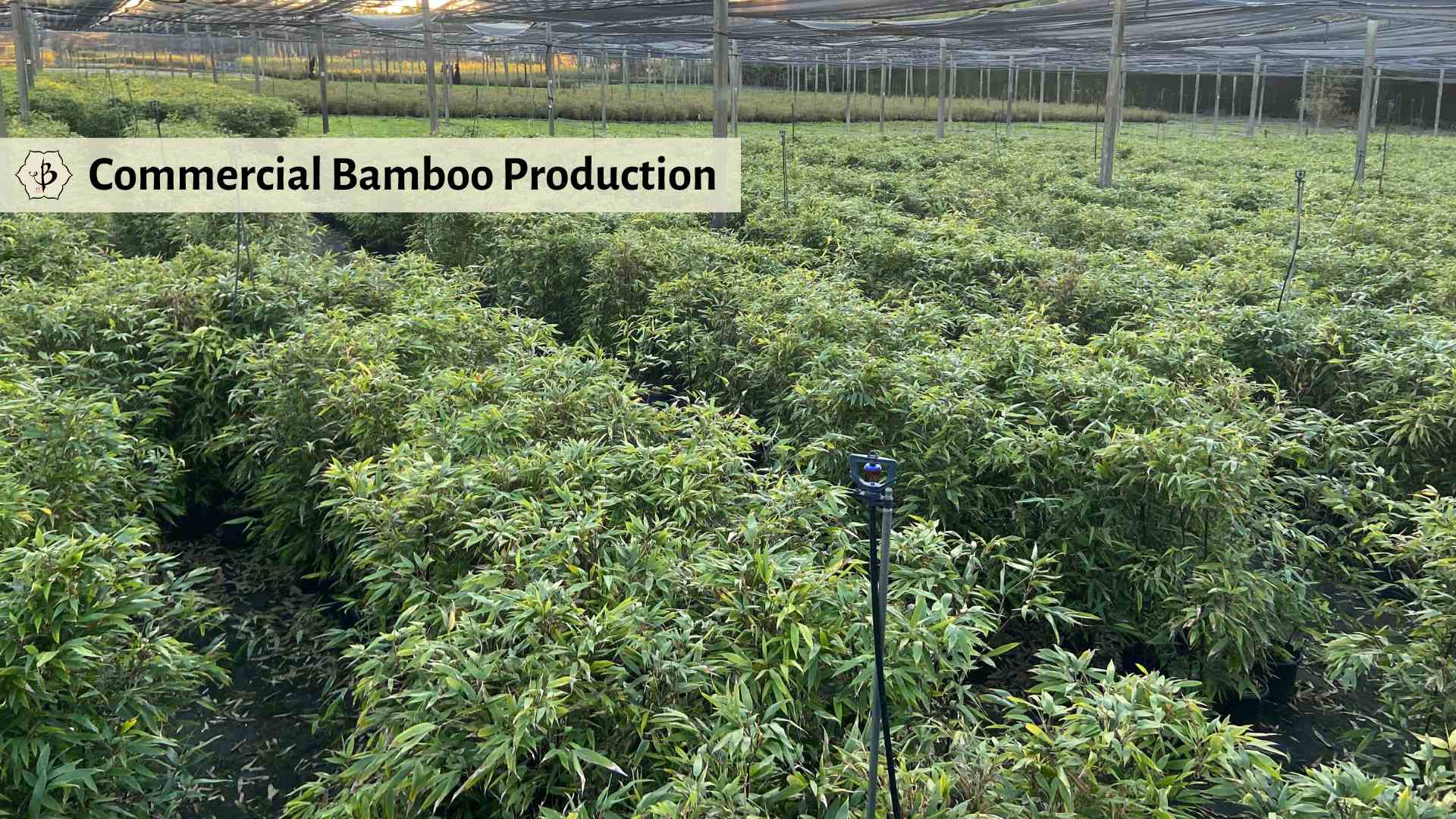 Commercial Bamboo for Profit