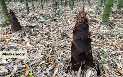 How to get rid of bamboo: Removing the menace